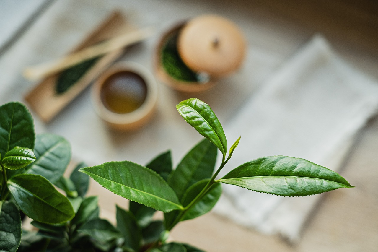 Olejek herbaciany - naturalny środek o wszechstronnym zastosowaniu