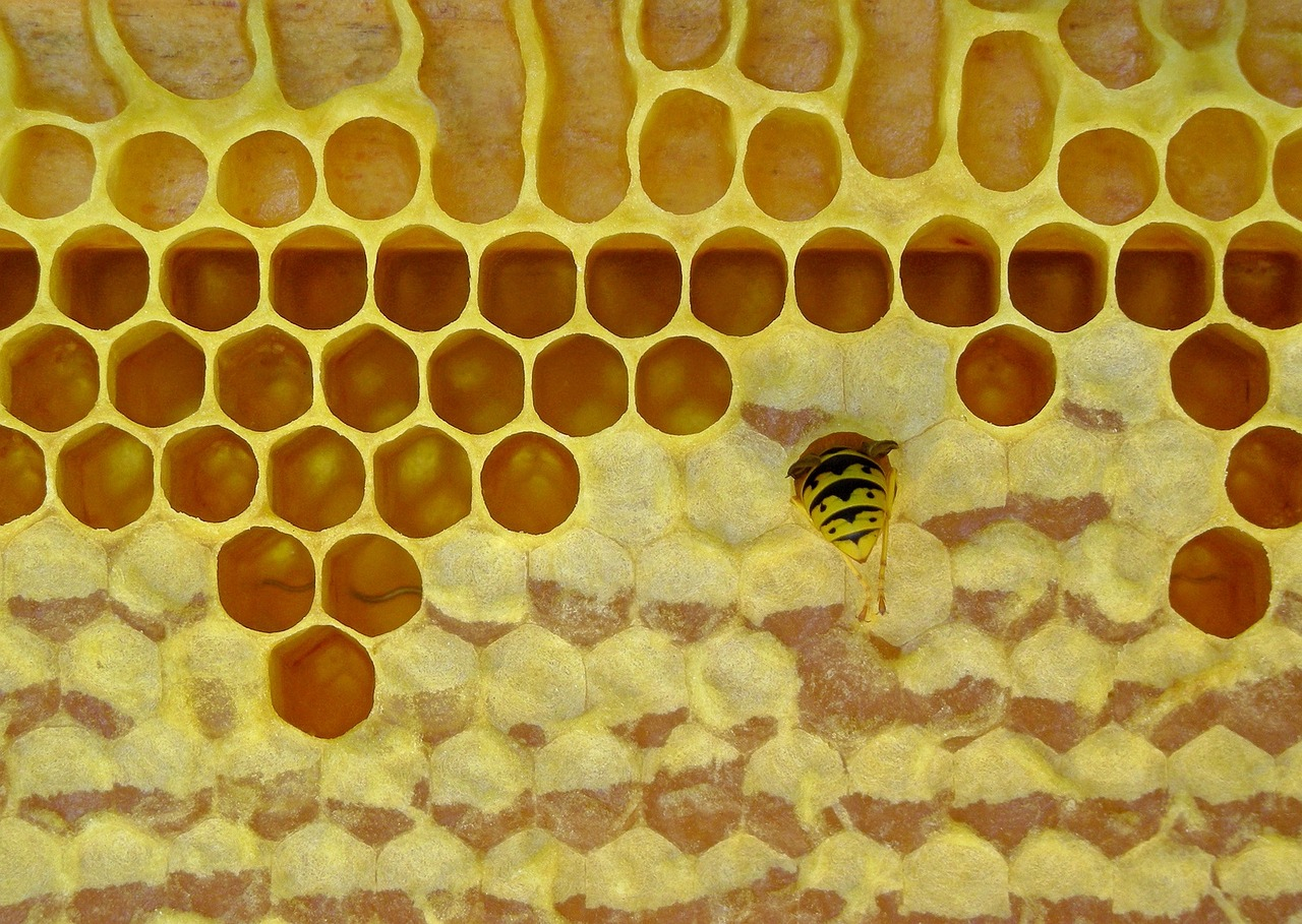 Wosk pszczeli - niezwykły dar natury